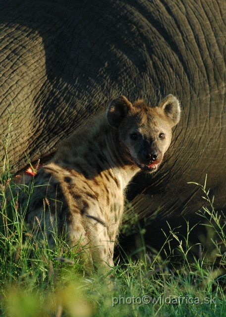 puku rsa 052.jpg - Spotted Hyena (Crocuta crocuta) with Big Tusker Alexander's carcass, close to Mopani, few metres from the road, February 2009